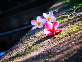 花卉的旅行，能否带上飞机？以及玉萝为何适合室内种植花卉可以带上飞机吗	玉萝适合放室内花卉盆栽吗