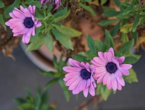 室内花卉管理，如何应对气味很污的花卉室内花卉管理	气味很污的花卉有哪些