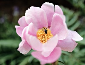 室内花卉管理，如何应对气味很污的花卉室内花卉管理	气味很污的花卉有哪些