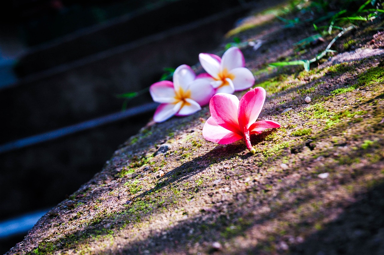 花卉的旅行，能否带上飞机？以及玉萝为何适合室内种植花卉可以带上飞机吗	玉萝适合放室内花卉盆栽吗  第1张